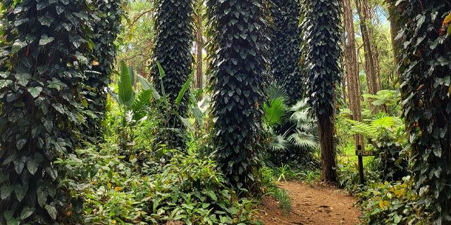 Sophie nature park a peaceful nature walk in the heart of mauritius  (2)